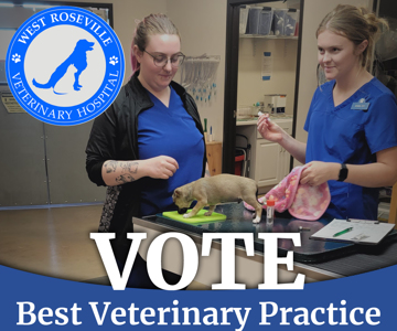 Vote for Us: Best Veterinary Practice!