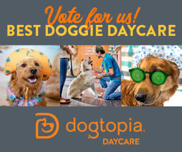 Best Doggie Daycare